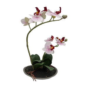 Freigestellt Sommergesteck Tischgesteck Orchidee Schale rosa weiß