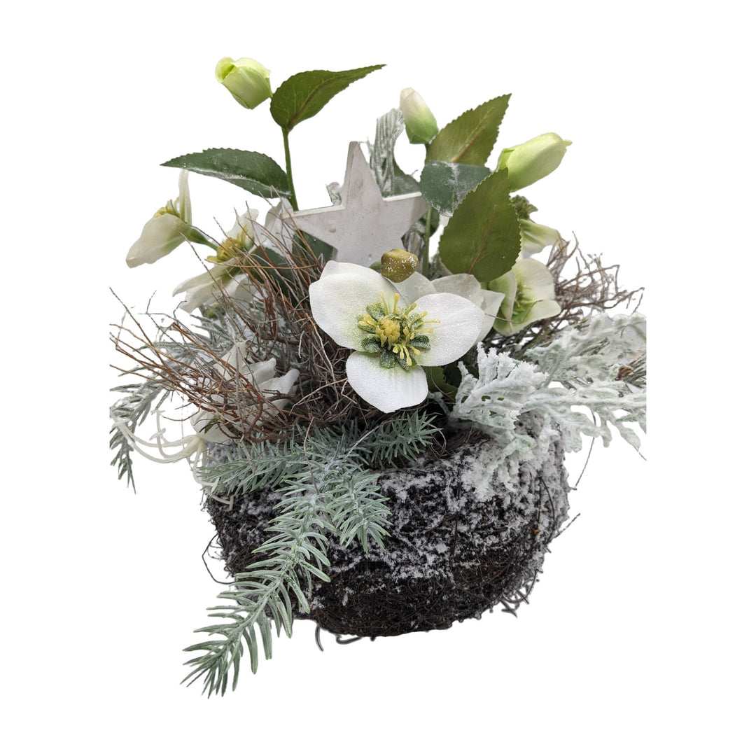 Freigestellt Wintergesteck Christrosen Stern Tanne weiss grün