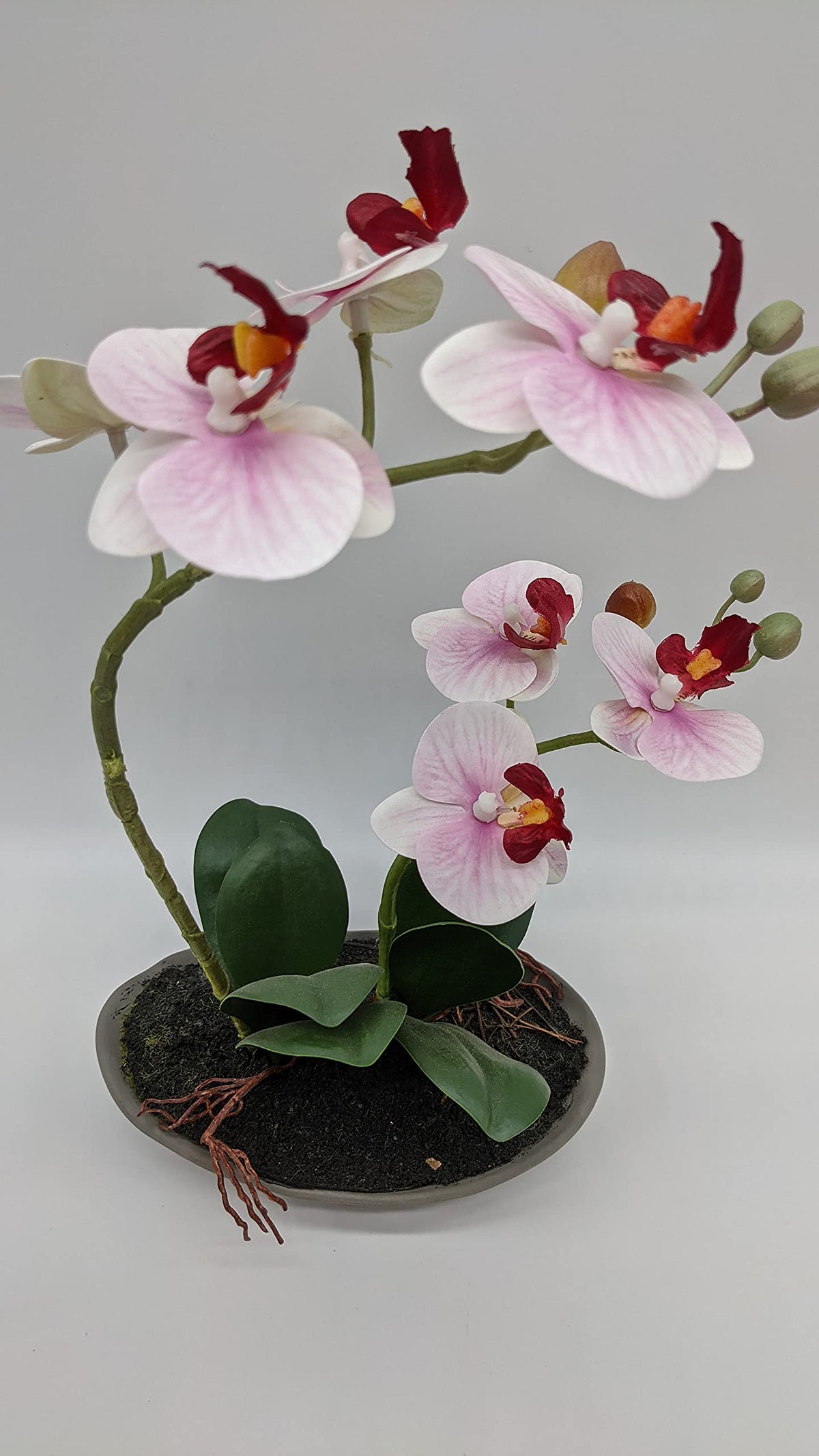 Nahaufnahme der Orchideenblüten mit dunkelroter Lippe, grünen Knospen und dunkelgrünen Blättern über der Schale