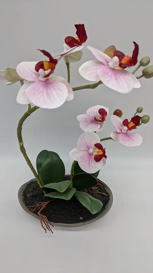 Nahaufnahme der Orchideenblüten mit dunkelroter Lippe, grünen Knospen und dunkelgrünen Blättern über der Schale